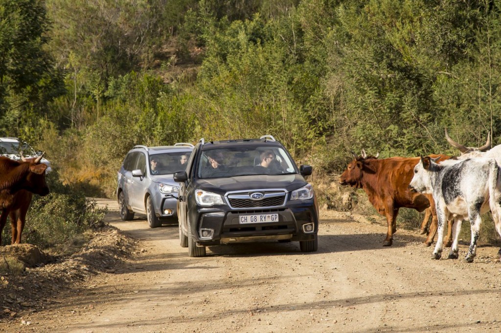 2014 Subaru Forester XT convoy on tour in South Africa
