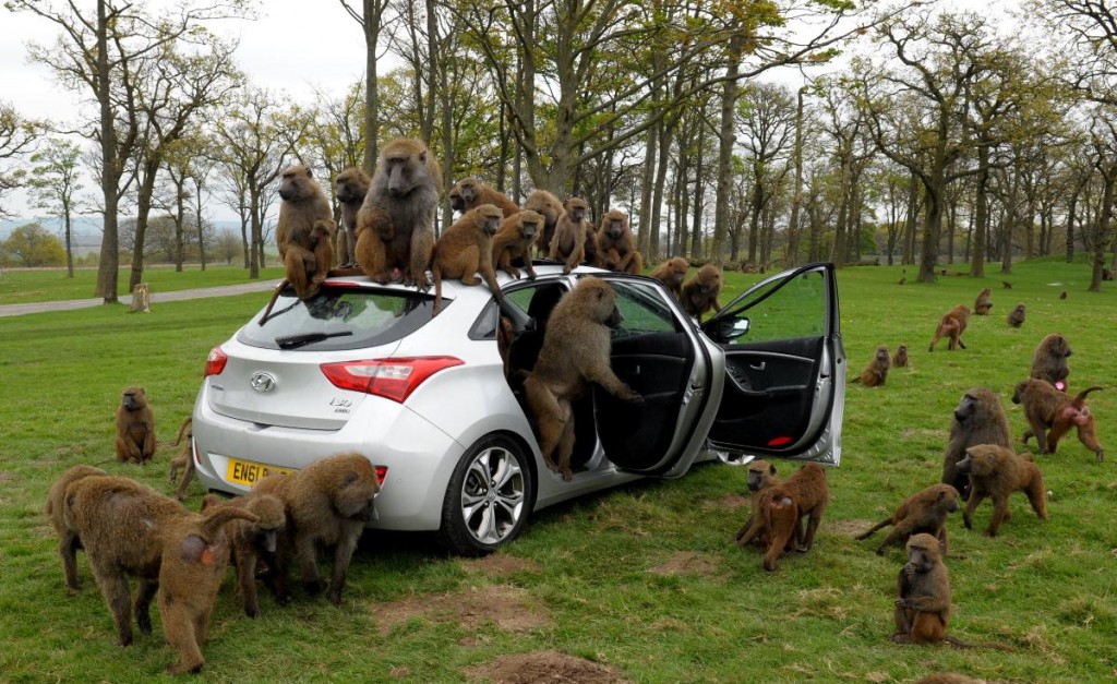 https://images.hgmsites.net/lrg/hyundai-durability-testers-monkey-around_100390150_l.jpg