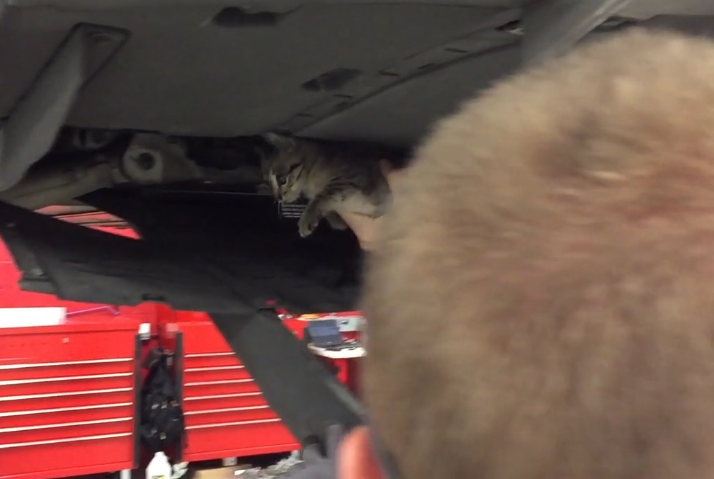 Rescuing a feral kitten from the motor compartment of a Tesla Model S electric car [John Griswell]