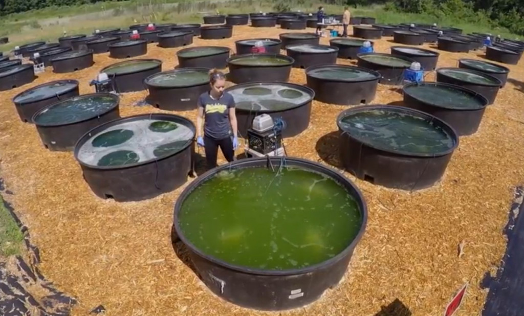 Proyecto de biodiésel de algas de la Universidad de Michigan