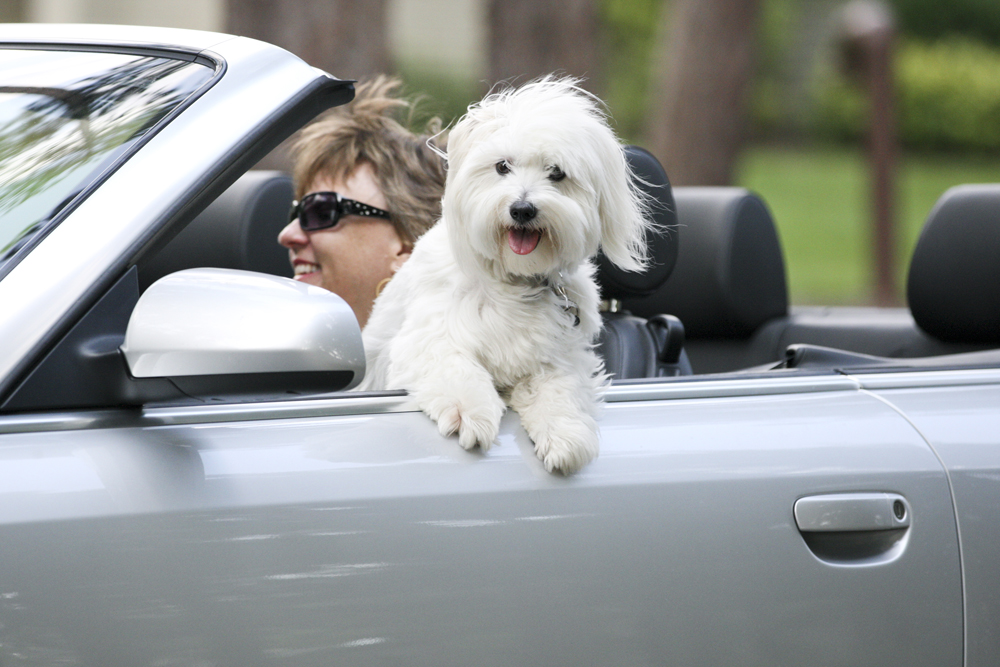 6 tips for taking road trips with your dog lead image