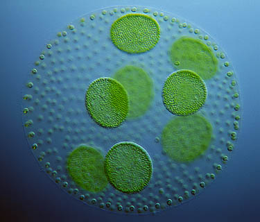 New Biofuel Grounded In Algae, Long-Horizon Development lead image