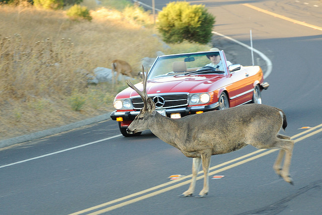 Deer and car