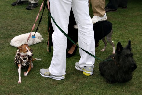 Dogs at Pebble Beach