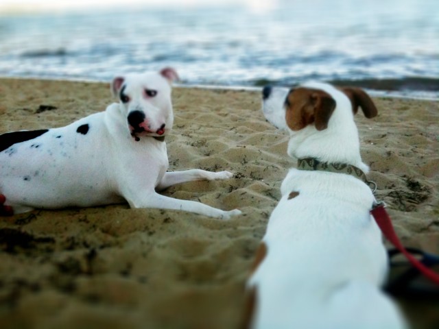 Dogs at the beach