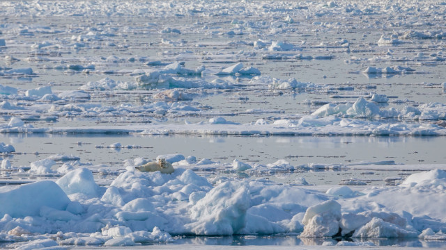 Polar bear on Arctic sea ice [Credit: AWeith - Wikimedia Commons]