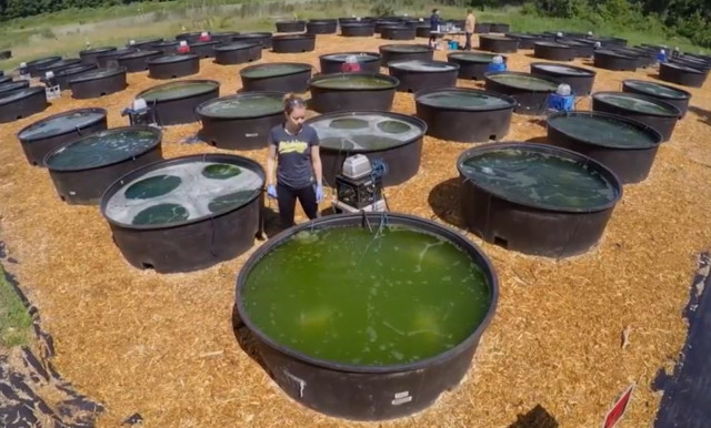 University of Michigan algae biodiesel project