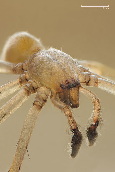 Yellow sac spider. Photo by Richard Bartz.